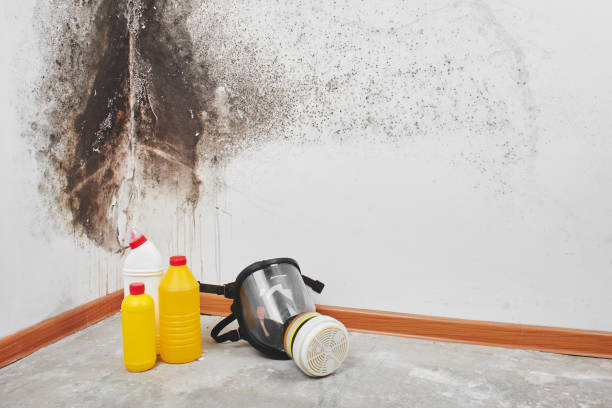 Trusted Clinton, IN Mold Removal Experts