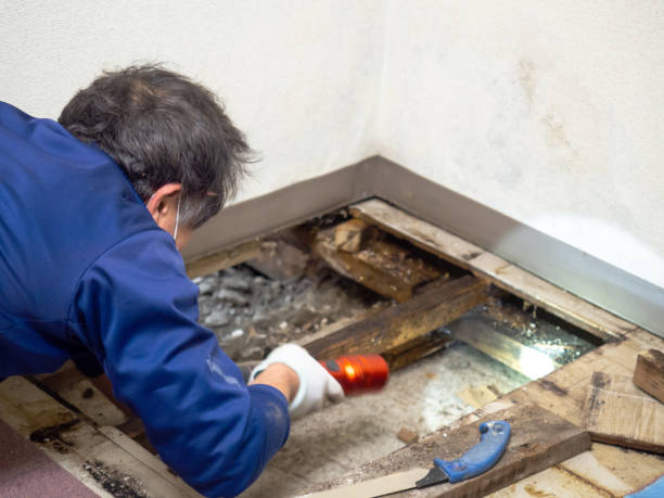 Best Black Mold Removal  in Clton, IN