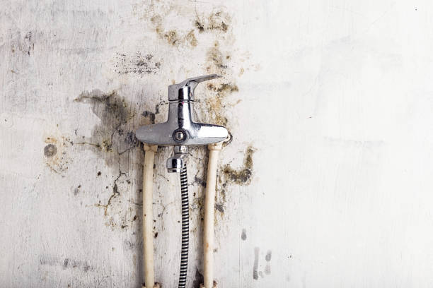Best Home Mold Removal  in Clton, IN