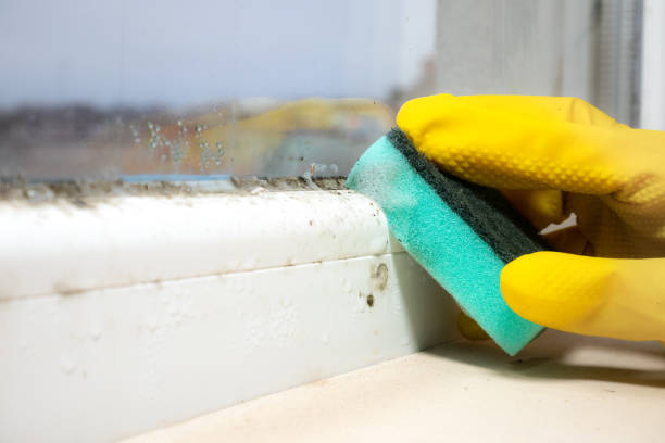 Best Attic Mold Removal  in Clton, IN
