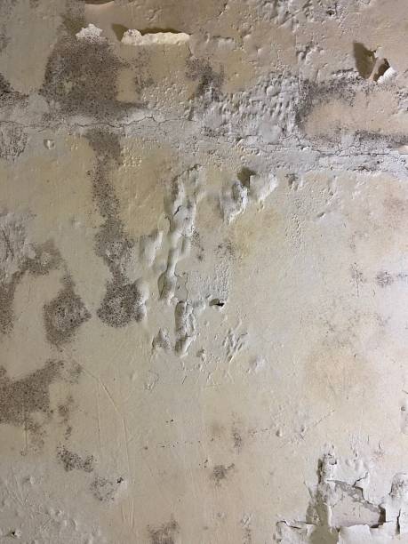 Best Local Mold Removal Service  in Clton, IN