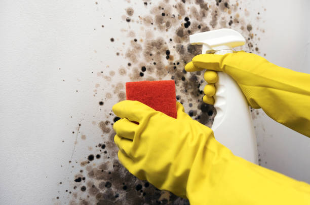 Best Mold Testing  in Clton, IN