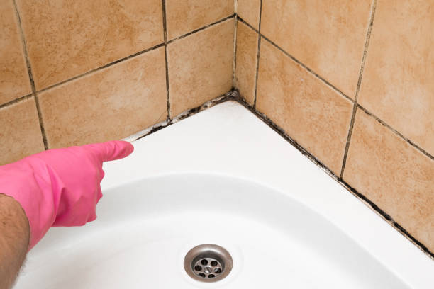 Best Mold Cleaning Services  in Clton, IN